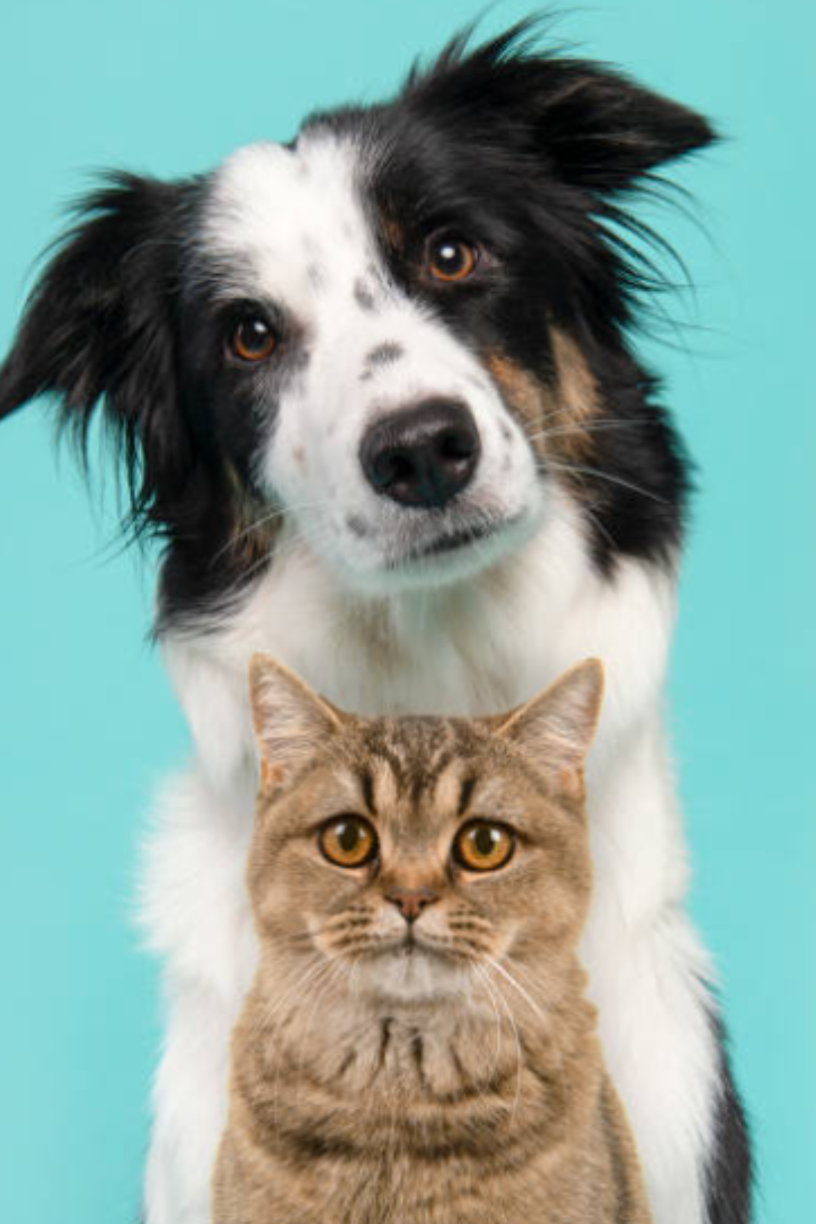Controllo Nutrizionale Personalizzato per Cani e Gatti