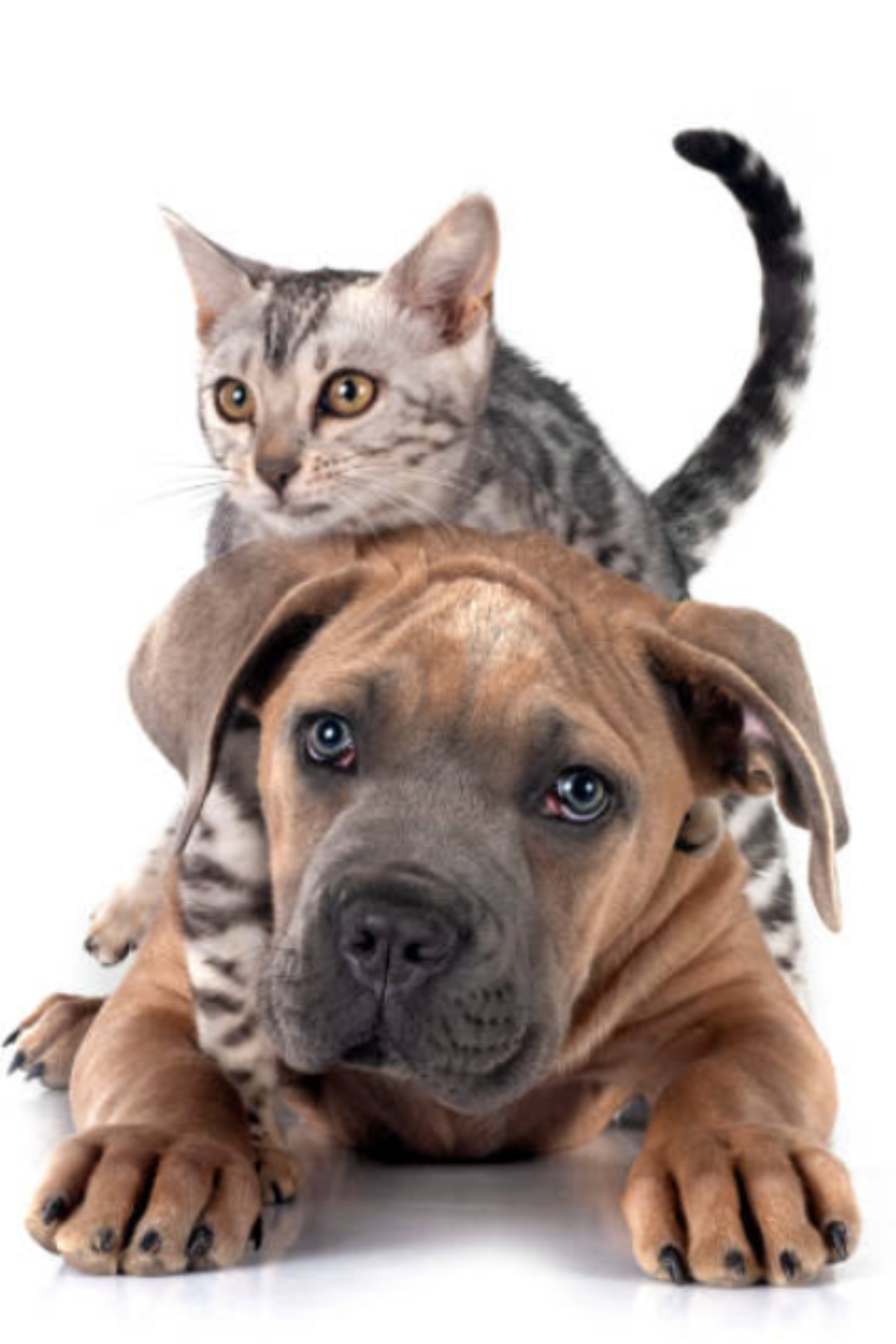 Formulazione Dieta Casalinga Personalizzata per Cani e Gatti