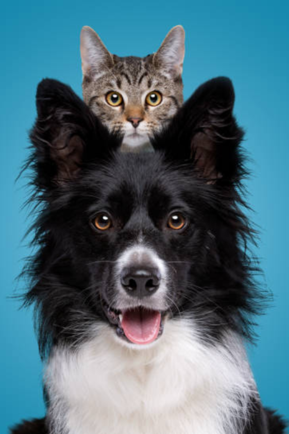 Consulenza Nutrizionale Personalizzata per Cani e Gatti