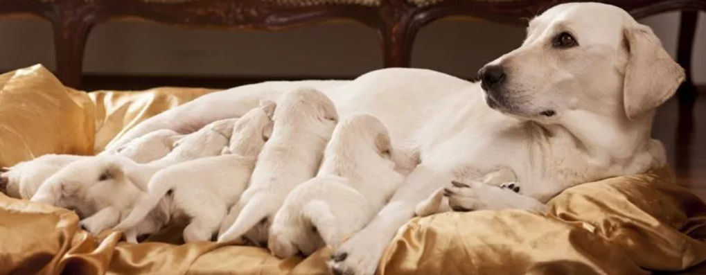 L’Alimentazione in gravidanza e allattamento: Un equilibrio essenziale per la salute di mamma e cuccioli