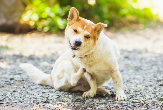 Intolleranze Alimentari, Ambientali e Atopiche nei cani e gatti: come riconoscerle e gestirle - Carmona Natural Pet Food & Cosmetics