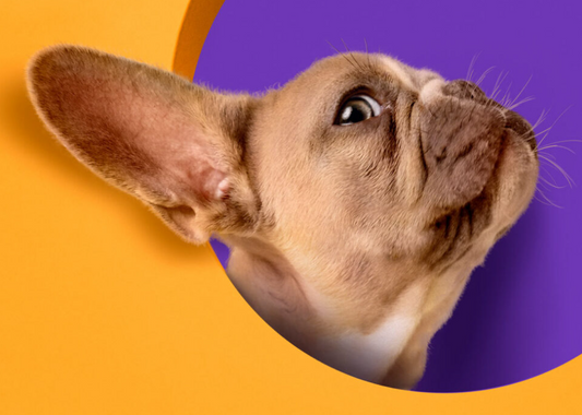 Monoproteico e Ipoallergenico: sono la stessa cosa? - Carmona Natural Pet Food & Cosmetics