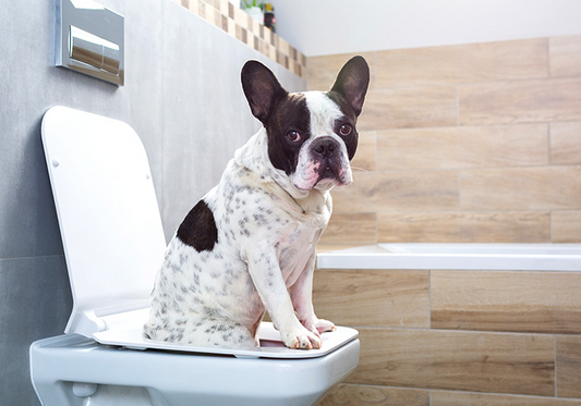 Stop Intolleranze: il percorso che ridà benessere a cane e gatto - Carmona Natural Pet Food & Cosmetics