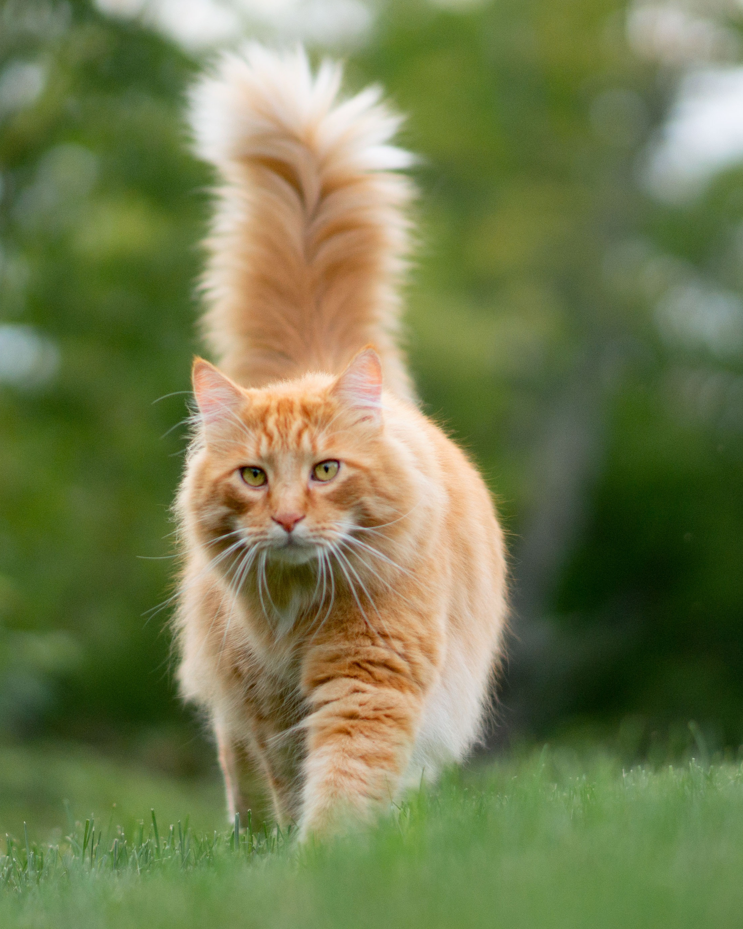 Crocchette Urinary per gatti