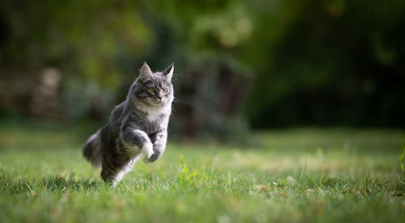 Crocchette per la rimozione dei boli di pelo