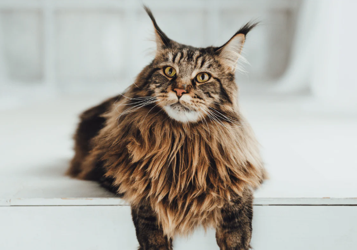 Crocchette per il tratto gastroenterico