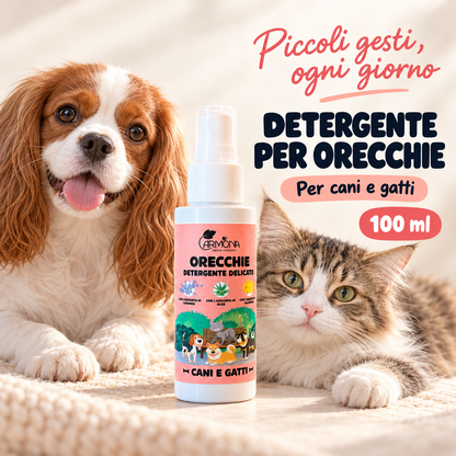 Carmona detergente orecchie – chiusura