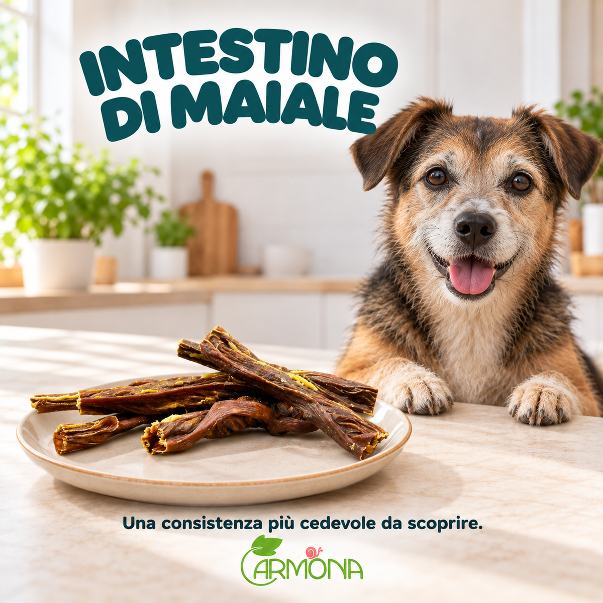 INTESTINO DI MAIALE — Carmona, masticativo naturale