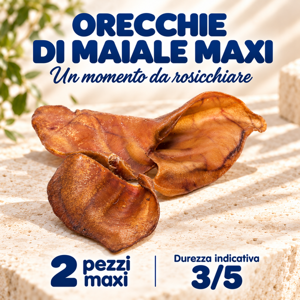 Orecchie di maiale maxi