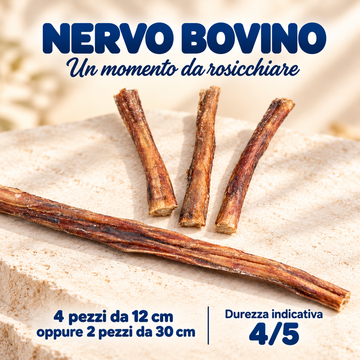 Nervo bovino
