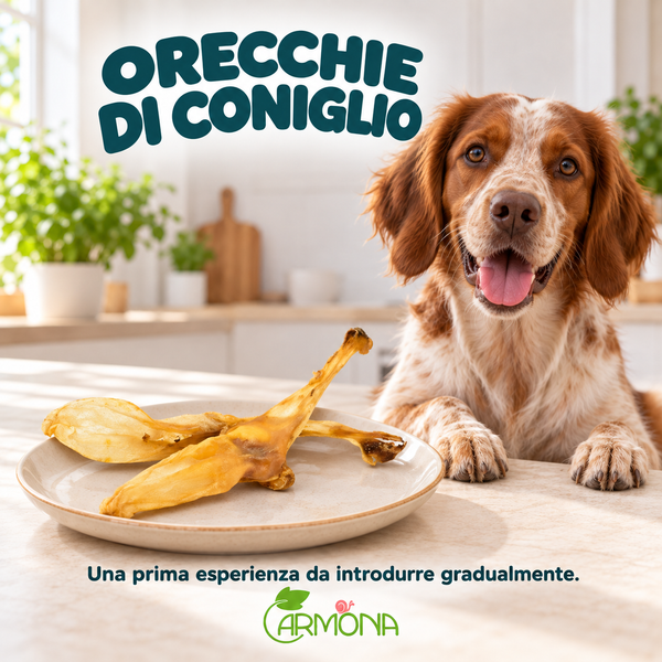 ORECCHIE DI CONIGLIO