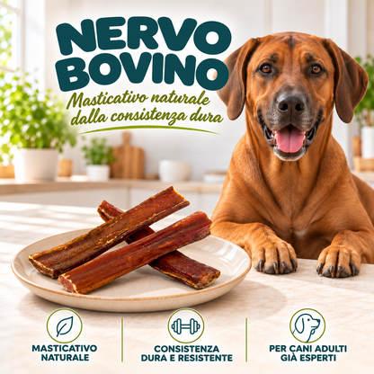 NERVO BOVINO - spiegazione