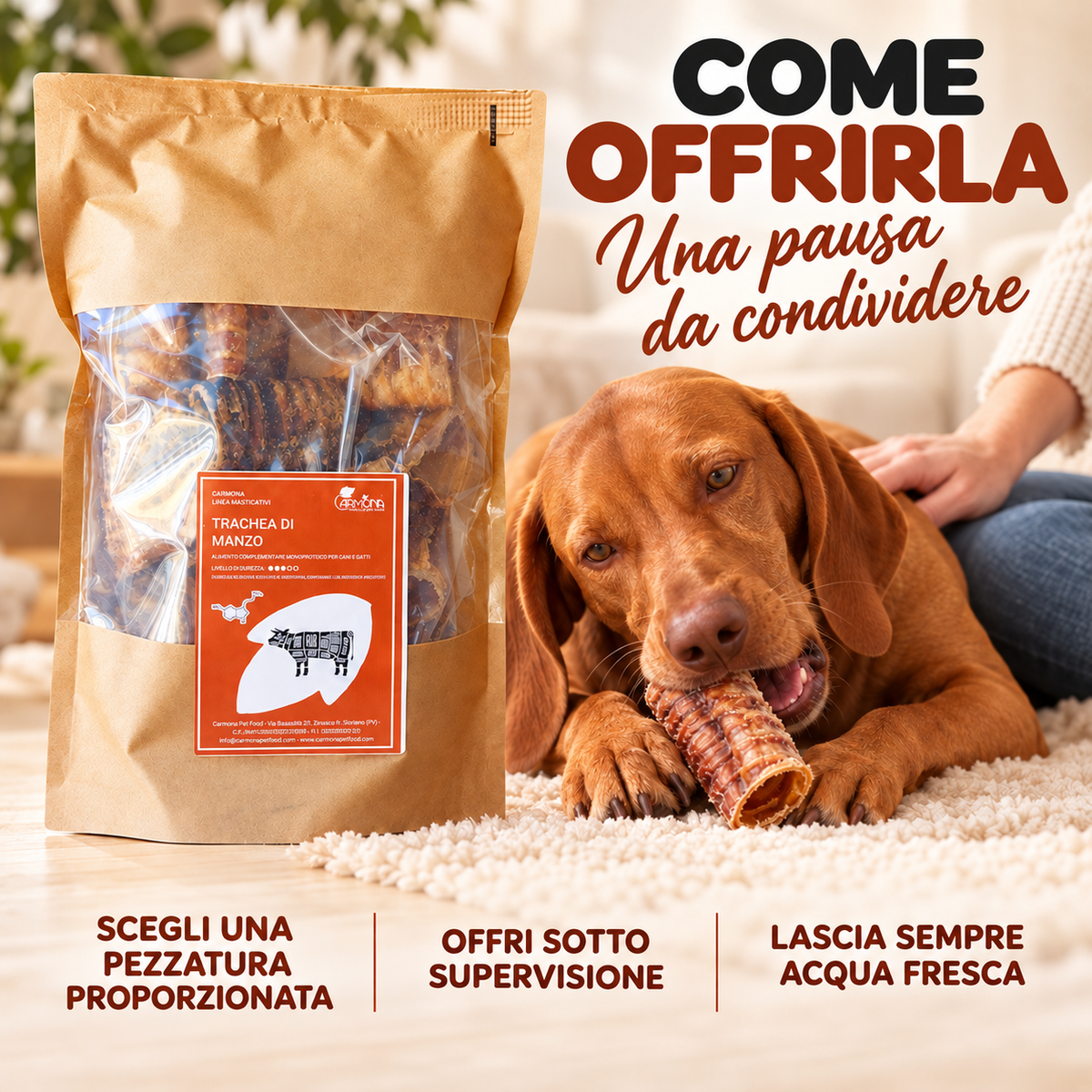 Carmona trachea – modo-uso