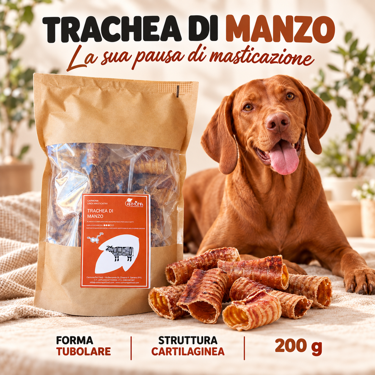 Carmona trachea – spiegazione